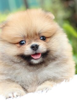 ปอมเมอเรเนียน เพศผู้สีส้ม