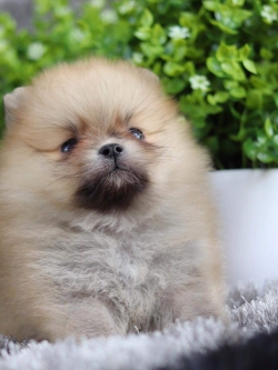 ปอมเมอเรเนียน เพศผู้