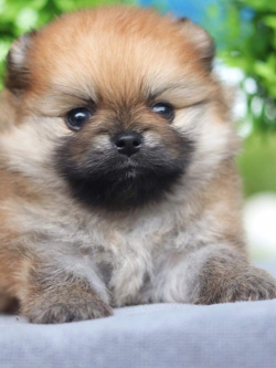 ปอมเมอเรเนียน เพศผู้