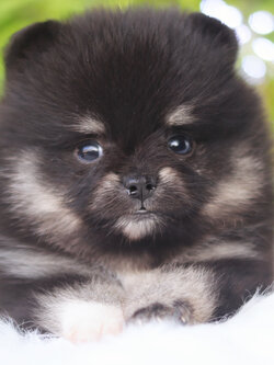 ปอมเมอเรเนียน เพศเมียสีแบล็คแทน