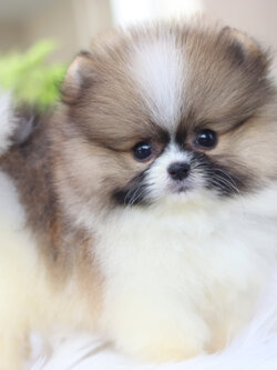 ปอมเมอเรเนียน เพศผู้สีแฟนซีเกรดโชว์