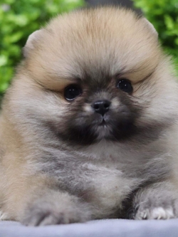 ปอมเมอเรเนียน เพศเมีย