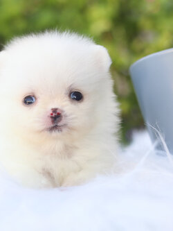 ปอมเมอเรเนียน เพศเมียสีขาวครีม