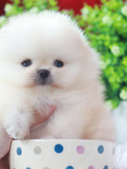 ปอมเมอเรเนียน เพศผู้ หน้าหมีสีขาวครีมไซส์ทีคัพ เกรดโชว์