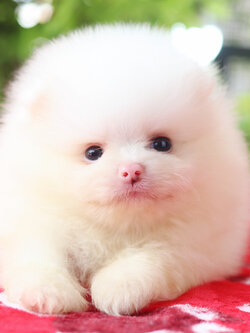 ปอมเมอเรเนียน เพศผู้สีขาว