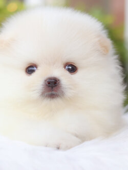 ปอมเมอเรเนียน เพศผู้สีขาวครีม