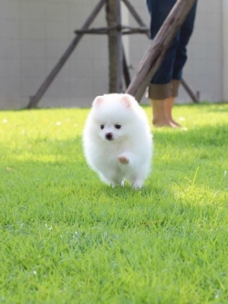 ปอมเมเรเนียน เพศเมีย