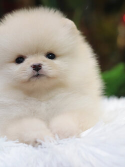 ปอมเมอเรเนียน เพศเมียสีขาวครีมไซส์เล็ก