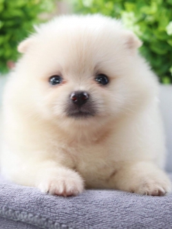 ปอมเมอเรเนียน เพศผู้