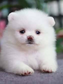 ปอมเมอเรเนียน เพศผู้