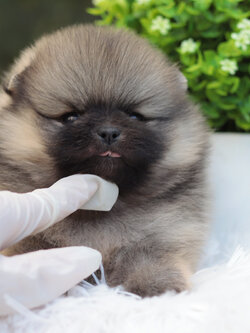 ปอมเมอเรเนียน เพศผู้ สีส้มขนแน่นๆ