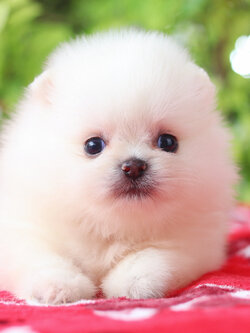 ปอมเมอเรเนียน เพศเมีย สีขาวครีม เกรดโชว์