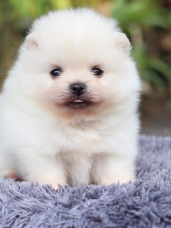 ปอมเมอเรเนียน เพศผู้