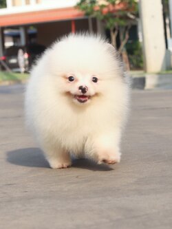 ปอมเมอเรเนียน เพศผู้สีแฟนซี