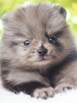 ปอมเมอเรเนียน เพศผู้สีเมอร์เร่