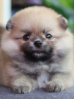 ปอมเมอเรเนียน เพศเมีย