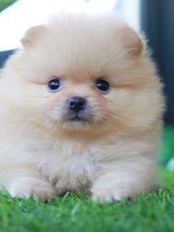 ปอมเมอเรเนียน เพศผู้ สีครีม