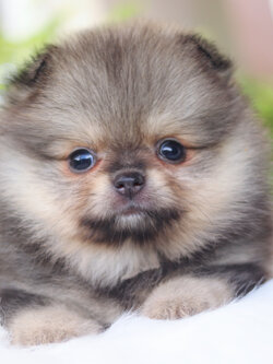 ปอมเมอเรเนียน เพศเมียสีส้มเซเบิ้ล