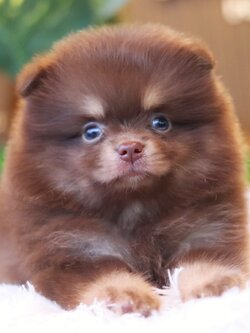 ปอมเมอเรเนียน เพศผู้ สีช็อคโกแลต&แทน