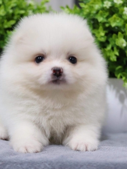 ปอมเมอเรเนียน เพศผู้