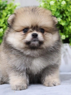 ปอมเมอเรเนียน เพศผู้