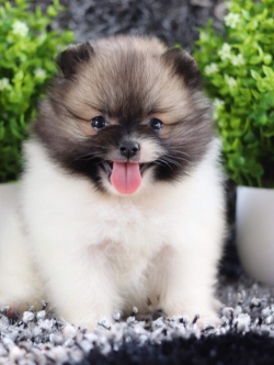 ปอมเมอเรเนียน เพศเมีย