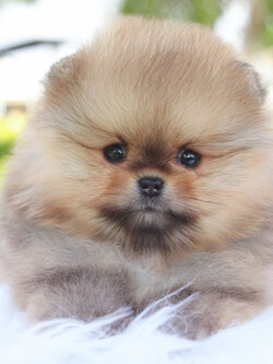 ปอมเมอเรเนียน เพศผู้สีส้ม