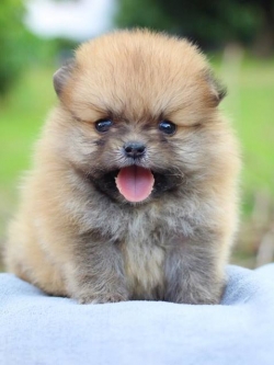 ปอมเมอเรเนียน เพศผู้ทีคัพ