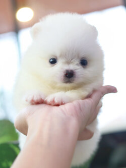 ปอมเมอเรเนียน เพศเมียสีขาว ไซส์เล็ก