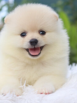 ปอมเมอเรเนียน เพศผู้สีขาวครีมหน้าฟ็อกไซส์ปกติเกรดเลี้ยงเล่น