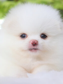 ปอมเมอเรเนียน เพศเมียสีขาวครีม