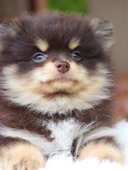 ปอมเมอเรเนียน เพศผู้ สีช็อคแทน