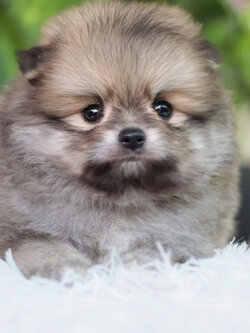 ปอมเมอเรเนียน เพศผู้ สีส้ม