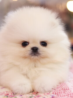 ปอมเมอเรเนียน เพศผู้สีขาวครีม เกรดโชว์