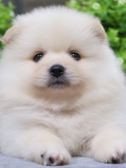 ปอมเมอเรเนียน เพศผู้