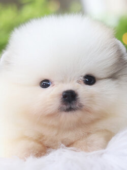 ปอมเมอเรเนียน เพศเมียสีแฟนซี