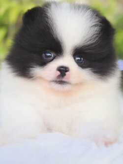 ปอมเมอเรเนียน เพศเมียสีแฟนซี