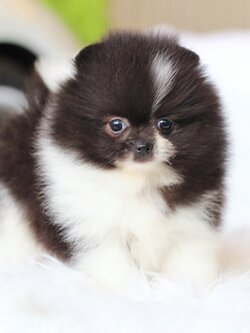 ปอมเมอเรเนียน เพศผู้สีแฟนซี