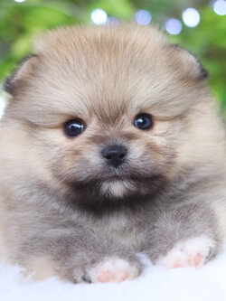 ปอมเมอเรเนียน เพศผู้ สีส้ม