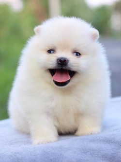 ปอมเมอเรเนียน เพศผู้สีขาว