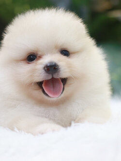 ปอมเมอเรเนียน เพศผู้ขาวครีม