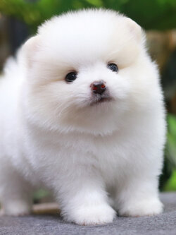 ปอมเมอเรเนียน เพศผู้