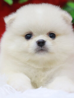 ปอมเมอเรเนียน เพศเมียสีขาวครีม ขนแน่นๆ