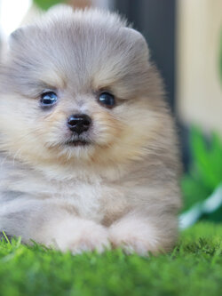 ปอมเมอเรเนียน เพศผู้ สีเมอร์เร่&แทน