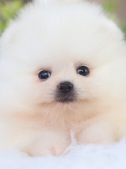 ปอมเมอเรเนียน เพศผู้สีขาวครีม เกรดโชว์