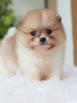 ปอมเมอเรเนียน เพศผู้