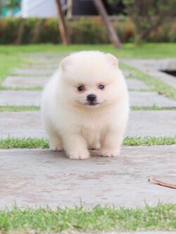 ปอมเมอเรเนียน เพศผู้สีขาวครีม