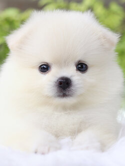 ปอมเมอเรเนียน เพศเมียสีขาวครีม