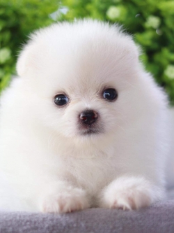 ปอมเมอเรเนียน เพศผู้