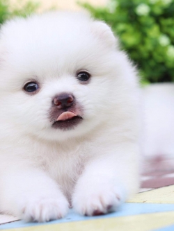 ปอมเมอเรเนียน เพศผู้